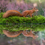 Red squirrels
